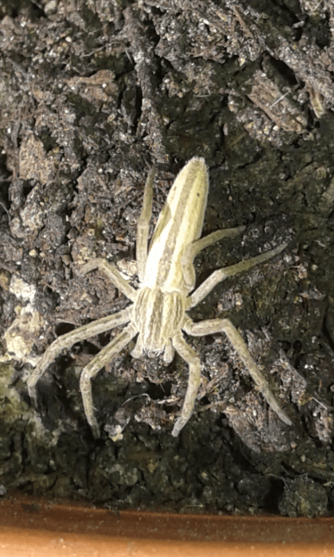 Philodromidae : Tibellus sp.